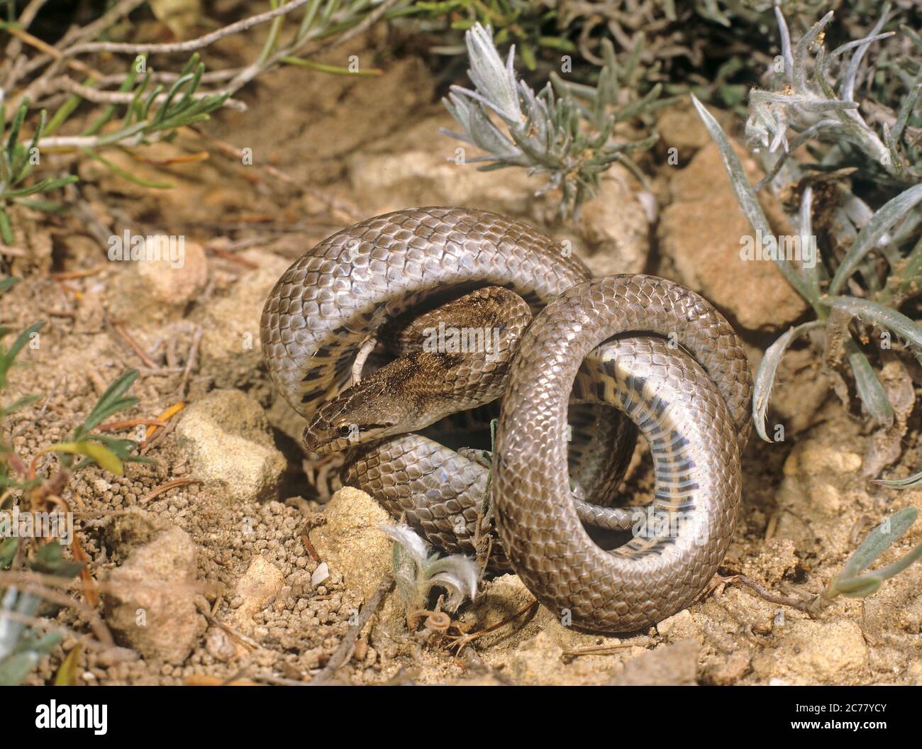 Serpente liscio del sud (Coronella girondica) in esposizione difensiva. Camargue, Francia Foto Stock