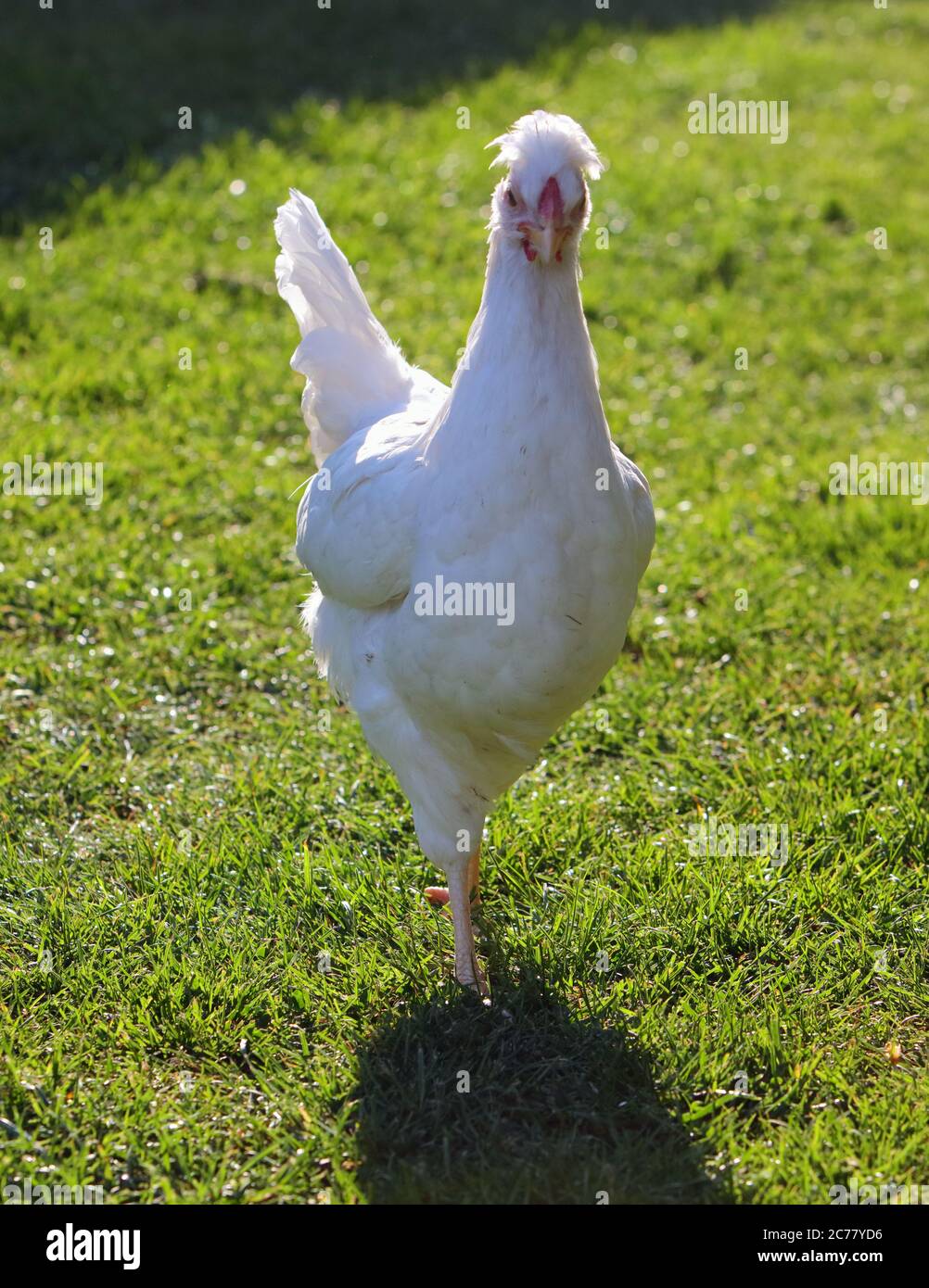 Gallina bianca e erba verde - pollo libero - uno Foto Stock