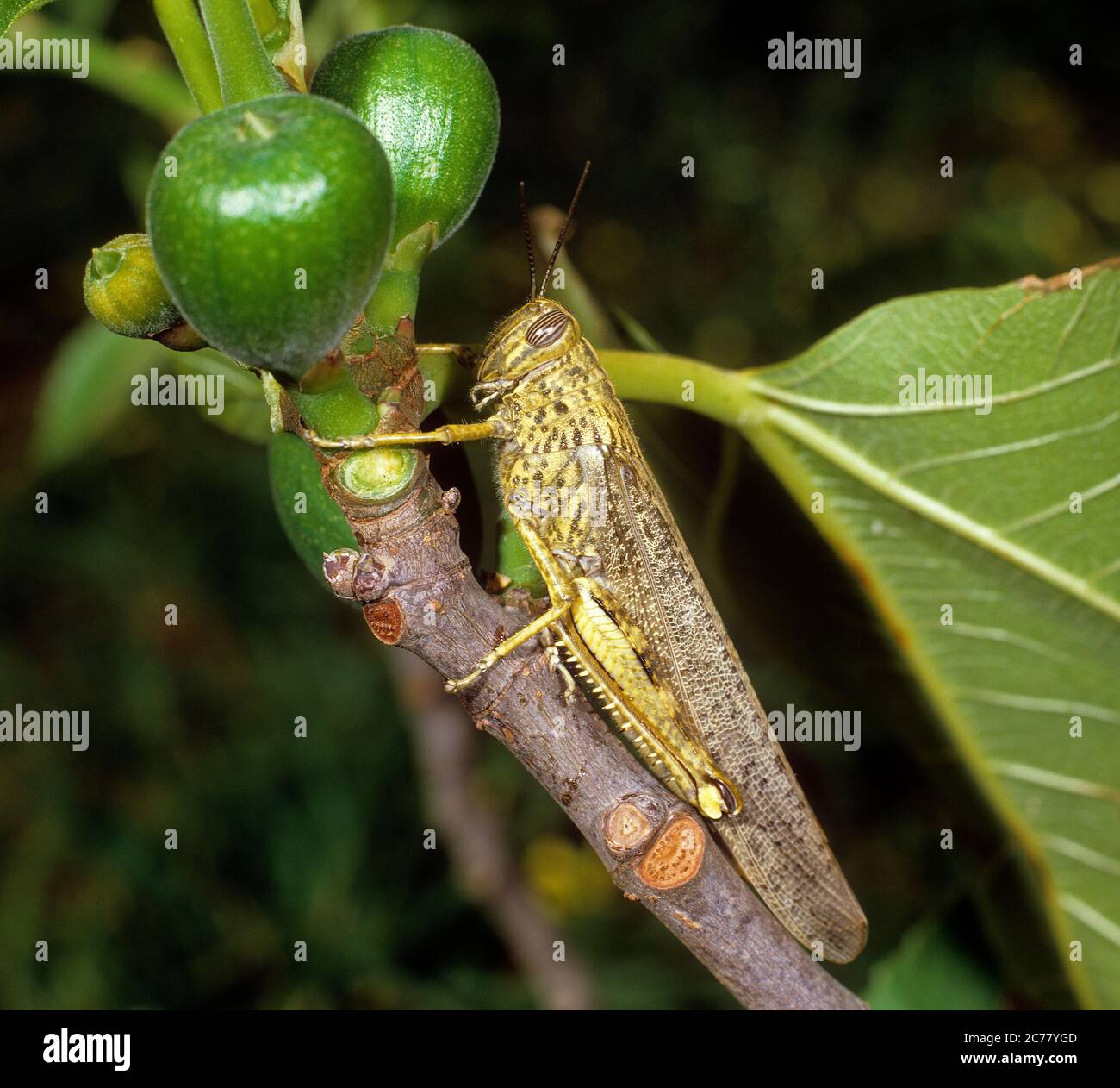 Locusta migratrice (Locusta migratoria) su un albero di Fig. Spagna Foto Stock