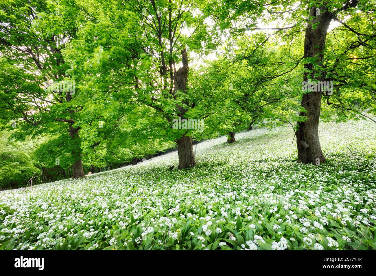 Spring Forrest. Boschi verdi freschi nella foresta. Aglio selvatico in fiore. Foto Stock