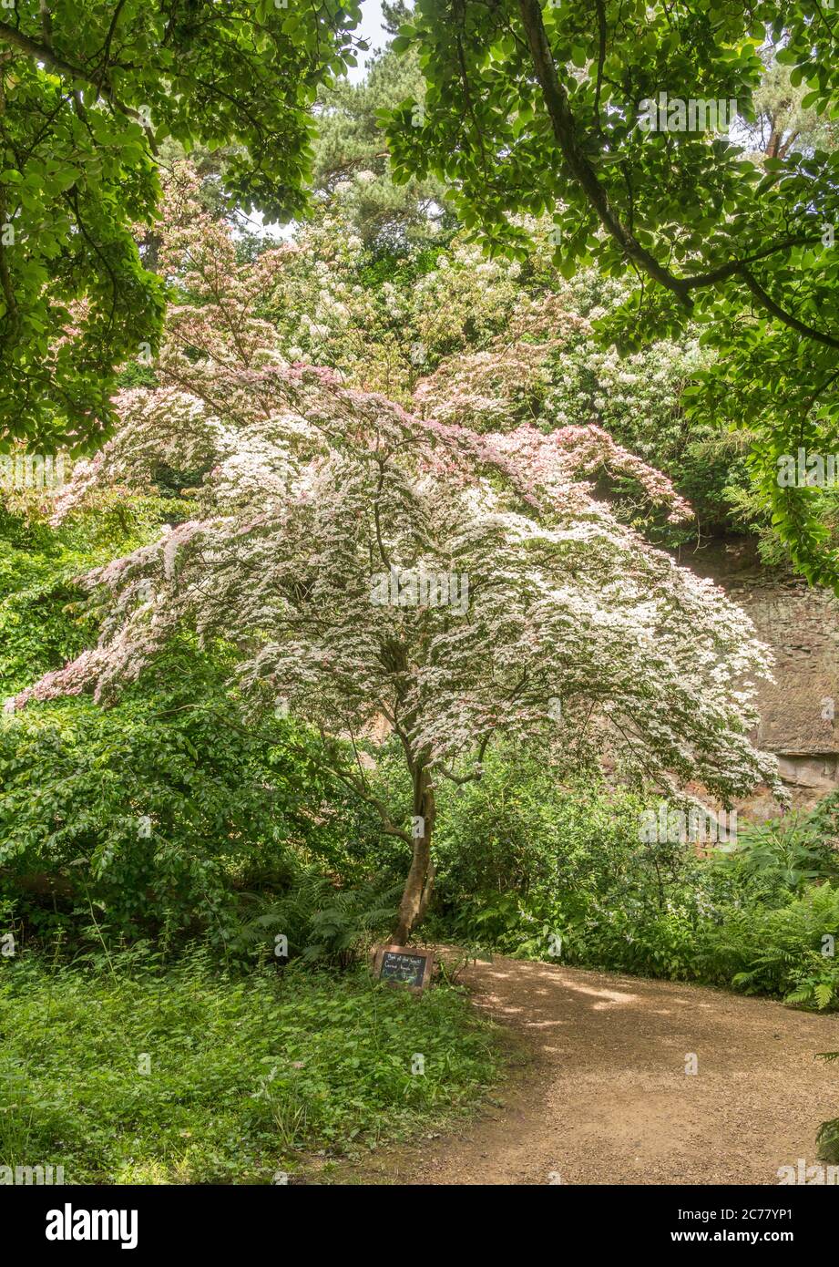 Chinese Dogwood, Cornus Kousa, in fiore presso la tenuta di Belsay Hall, Northumberland, Inghilterra, Regno Unito Foto Stock