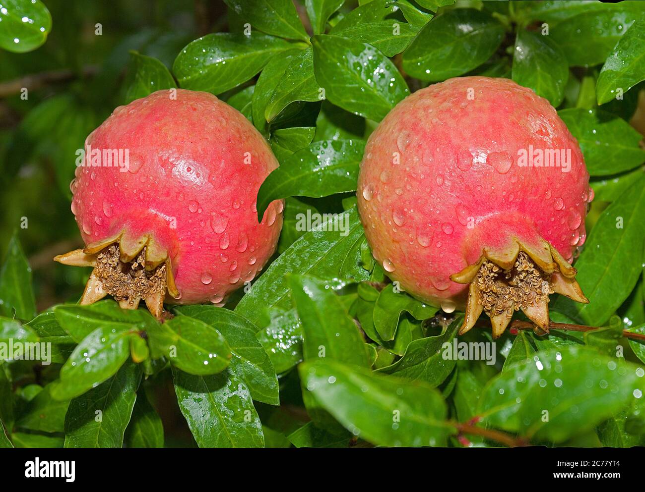 Melograno (Punica granatum), due melograni quasi maturi su un albero, bagnati da gocce di pioggia. Croazia.. Foto Stock