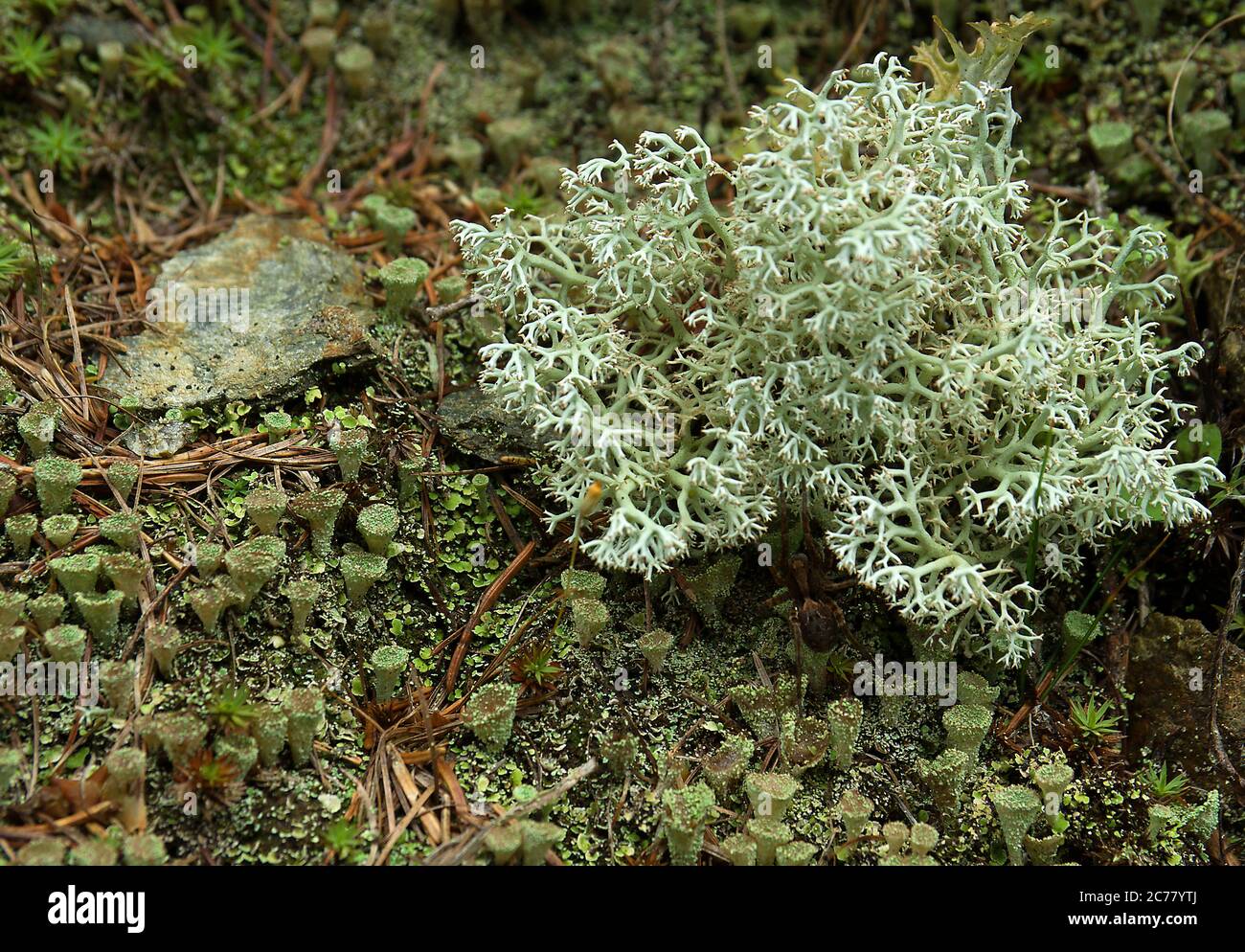 Coppa Lichens (Cladonia pyxidata) e Lichen renna (Cladonia rangiferina). Tirolo Orientale, Alpi, Austria Foto Stock