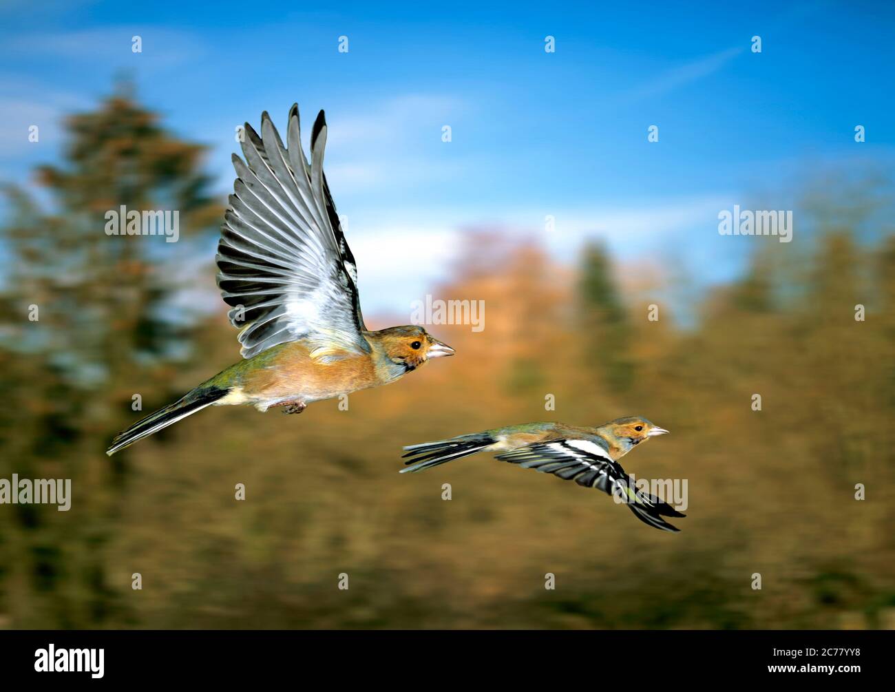 Zaffera (coelette di Fringilla). Due maschi in volo in autunno, in Germania Foto Stock