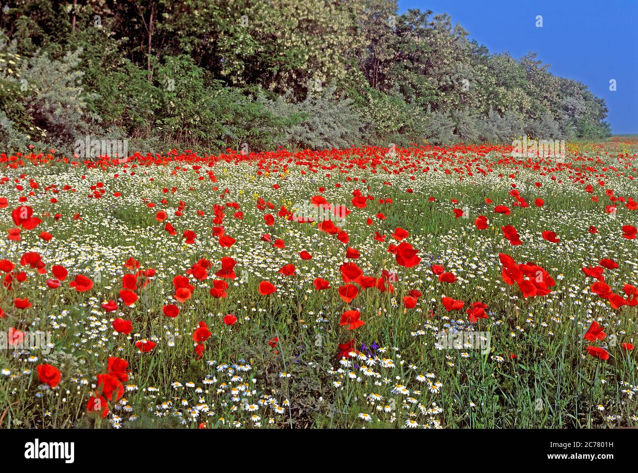 Papavero rosso comune, Poppy Fiandre (Papaver rhoeas) e mais Chamomile (Anthemis arvensis) fiorire su terreni di fieno in Burgenland, Austria Foto Stock