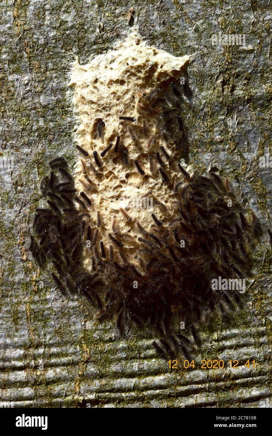 Gypsy Moth (Lymantria dispar). I piccoli brufetti neri schiudono dai pacchetti di uova sulla corteccia di un faggio in primavera all'inizio del germoglio e poi salgono ai rami di foglia. Germania Foto Stock