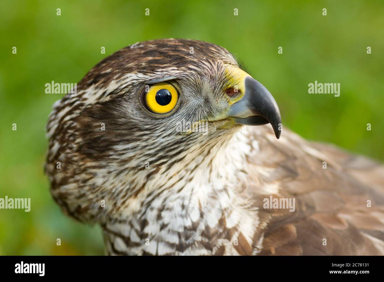 Goshawk settentrionale (Accipiter gentilis). Ritratto di adulto. Germania Foto Stock