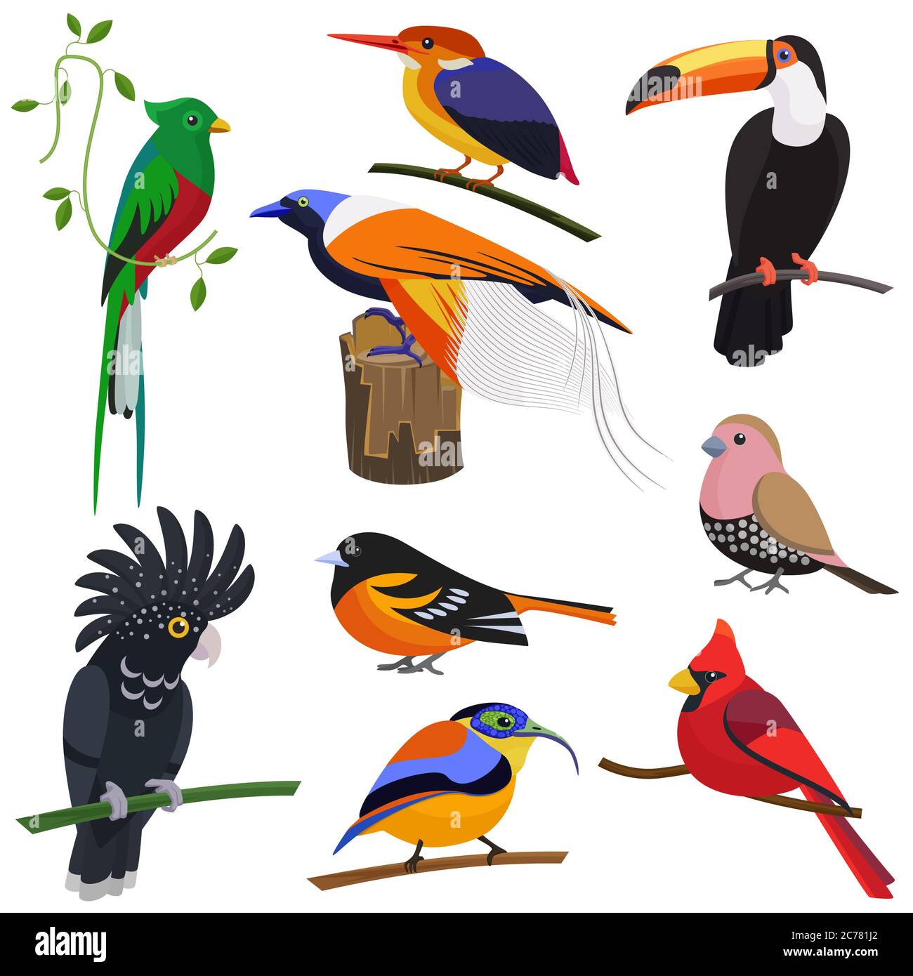 Insieme di uccelli tropicali vettoriali a cartoni animati piatti Illustrazione Vettoriale