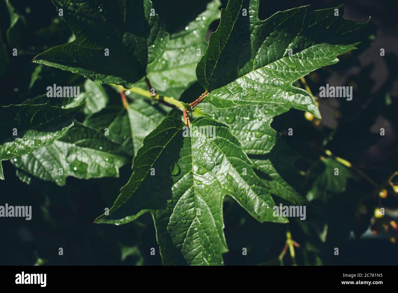 Foglie di acero dopo la pioggia. Acero. Verde fogliame. Foto Stock