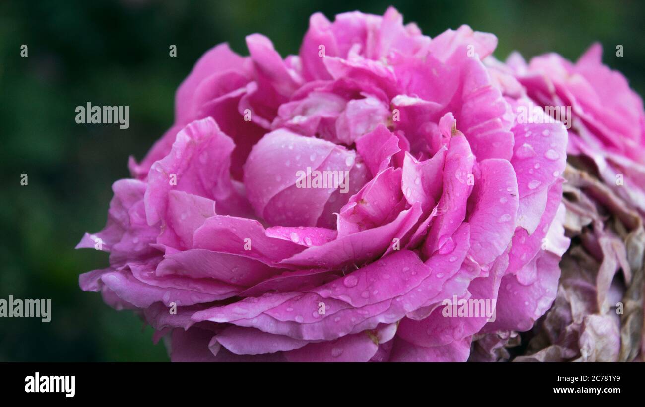 Rosa rosa. Sfondo floreale. Rosa dopo la pioggia. Rosa. Foto Stock