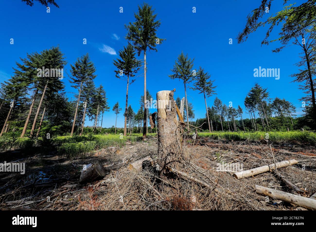 Bonn, Renania Settentrionale-Vestfalia, Germania - la foresta morente nel Kottenforst, la siccità e le barbabietole danneggiano gli alberi di abete rosso nella foresta di conifere, BE Foto Stock