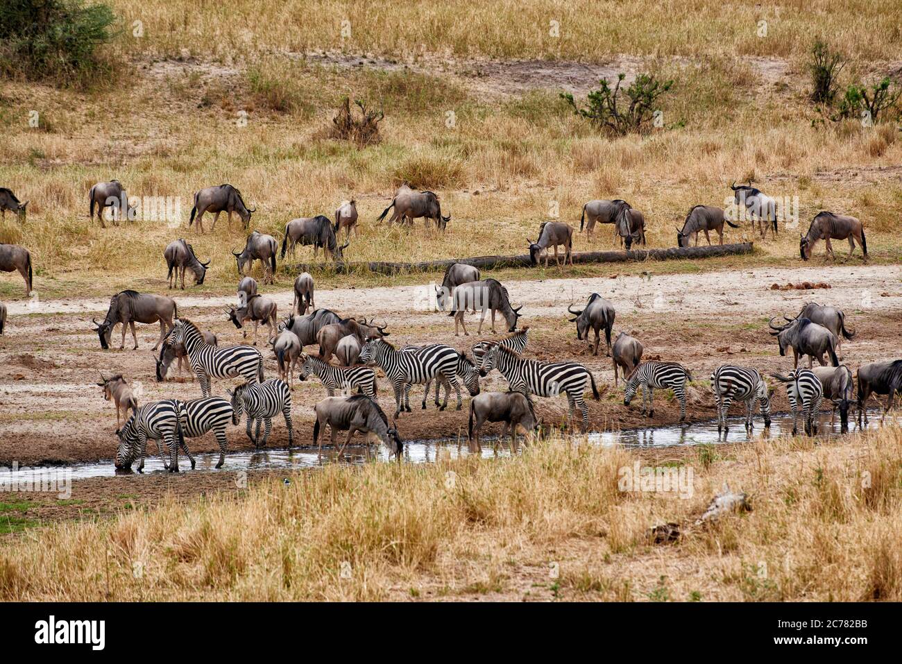 Blue wildebeest (Connochaetes taurinus) e Zebra accanto all'acqua. Mandrie miste al Parco Nazionale di Tarangire, Tanzania, Africa Foto Stock