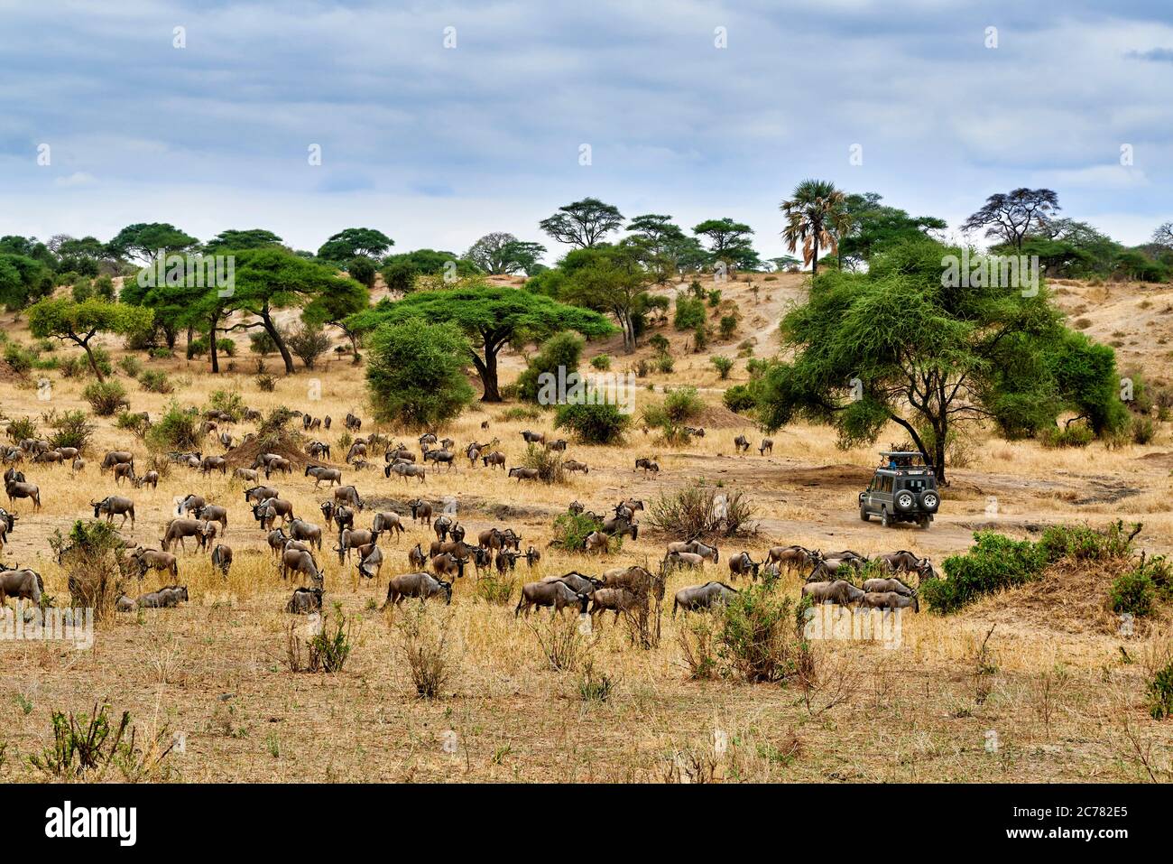 Blue wildebeest (Connochaetes taurinus). Mandria e auto nel Parco Nazionale di Tarangire, Tanzania, Africa Foto Stock