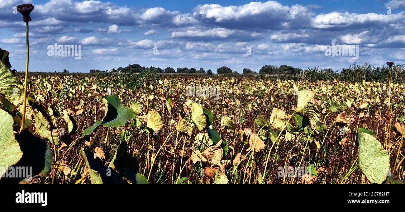 Russia, Oblast di Astrakhan, Delta di Volga, nell'estuario, prato di ninfee d'acqua nel fiume Volga, Nelumbo nucifera Blooming (aka loto blu, loto indiano, loto sacro, fagiolo dell'India e giglio d'acqua sacro) Foto Stock