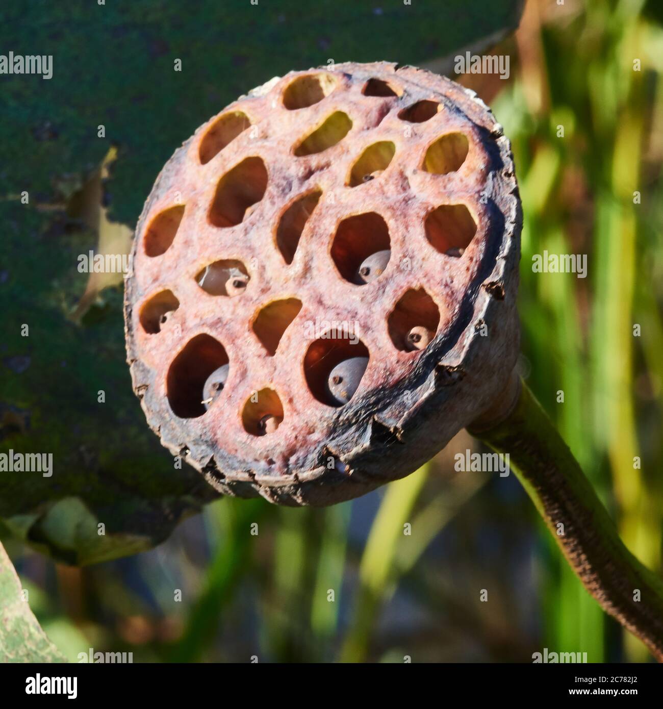 Russia, Astrakhan Oblast, Delta di Volga, nell'estuario, prato di ninfee d'acqua nel fiume Volga, Nelumbo nucifera Blooming (aka loto blu, loto indiano, loto sacro, fagiolo dell'India e giglio d'acqua sacro) il -testa di seme di loto - Foto Stock
