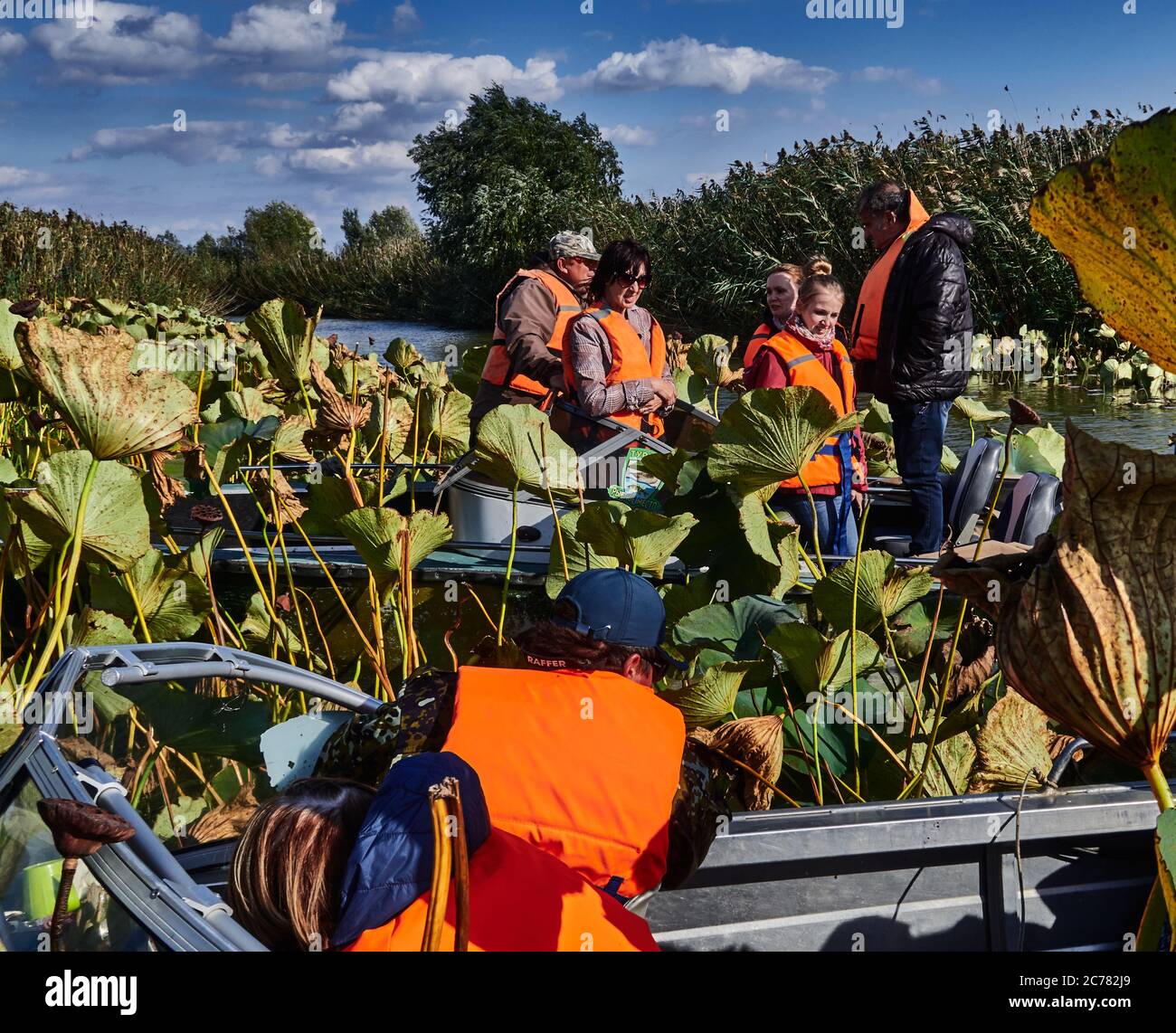 Russia, Astrakhan Oblast, una barca che trasporta una famiglia turistica nel campo di loto nel Delta del Volga, nell'estuario, Nelumbo nucifera Blooming (aka loto blu, loto indiano, loto sacro, fagiolo dell'India e giglio d'acqua sacro) Foto Stock