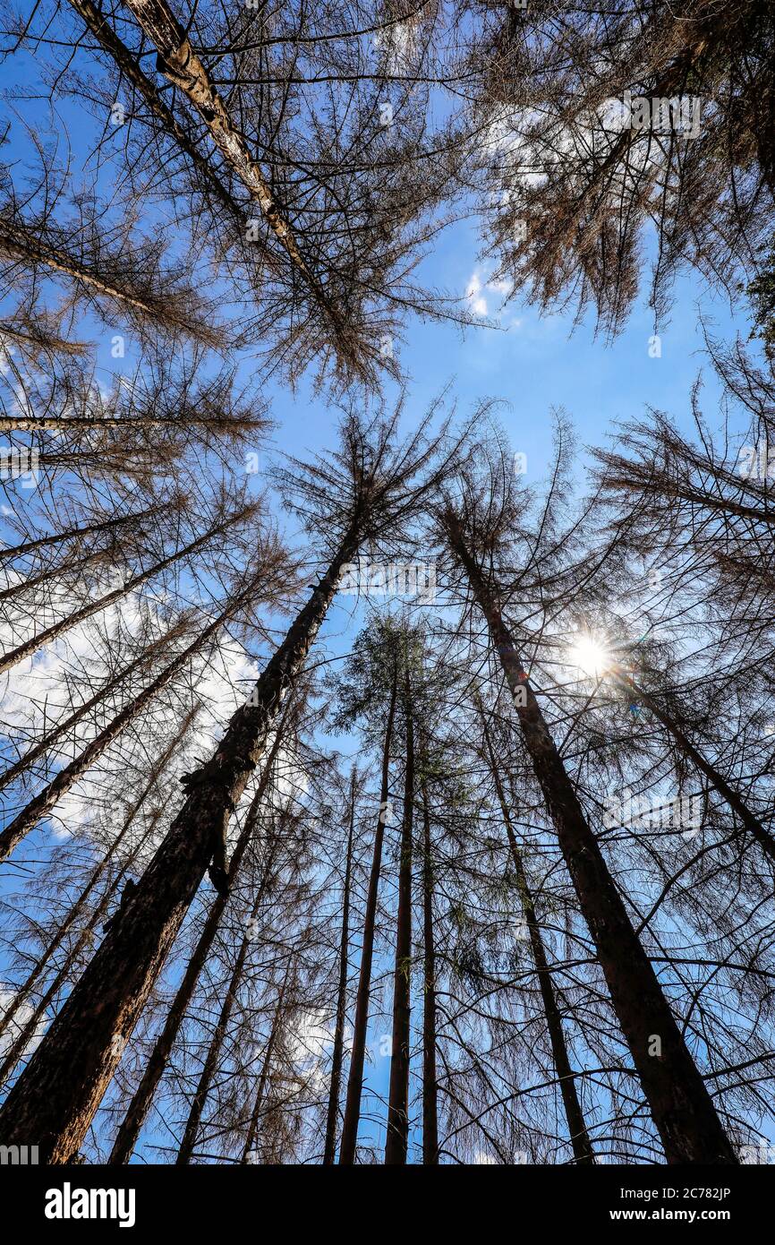 Bonn, Renania Settentrionale-Vestfalia, Germania - la foresta morente nel Kottenforst, la siccità e le barbabietole danneggiano gli abeti nelle foreste di conifere. | Bon Foto Stock