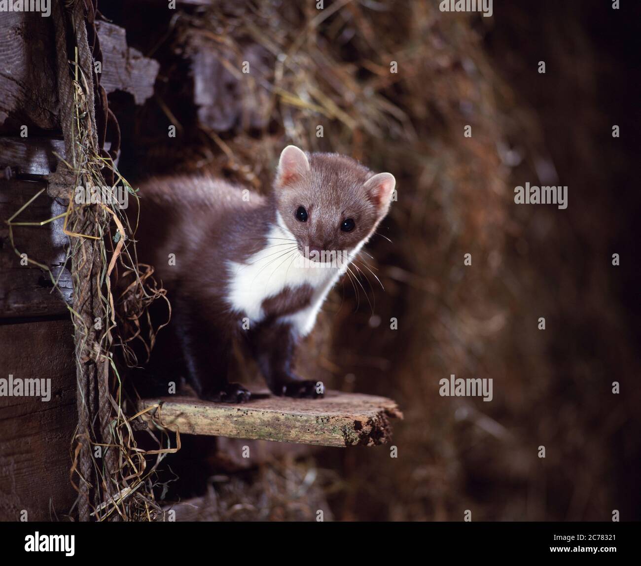 Pietra Marten (Martes foina) in una stalla. Germania Foto Stock