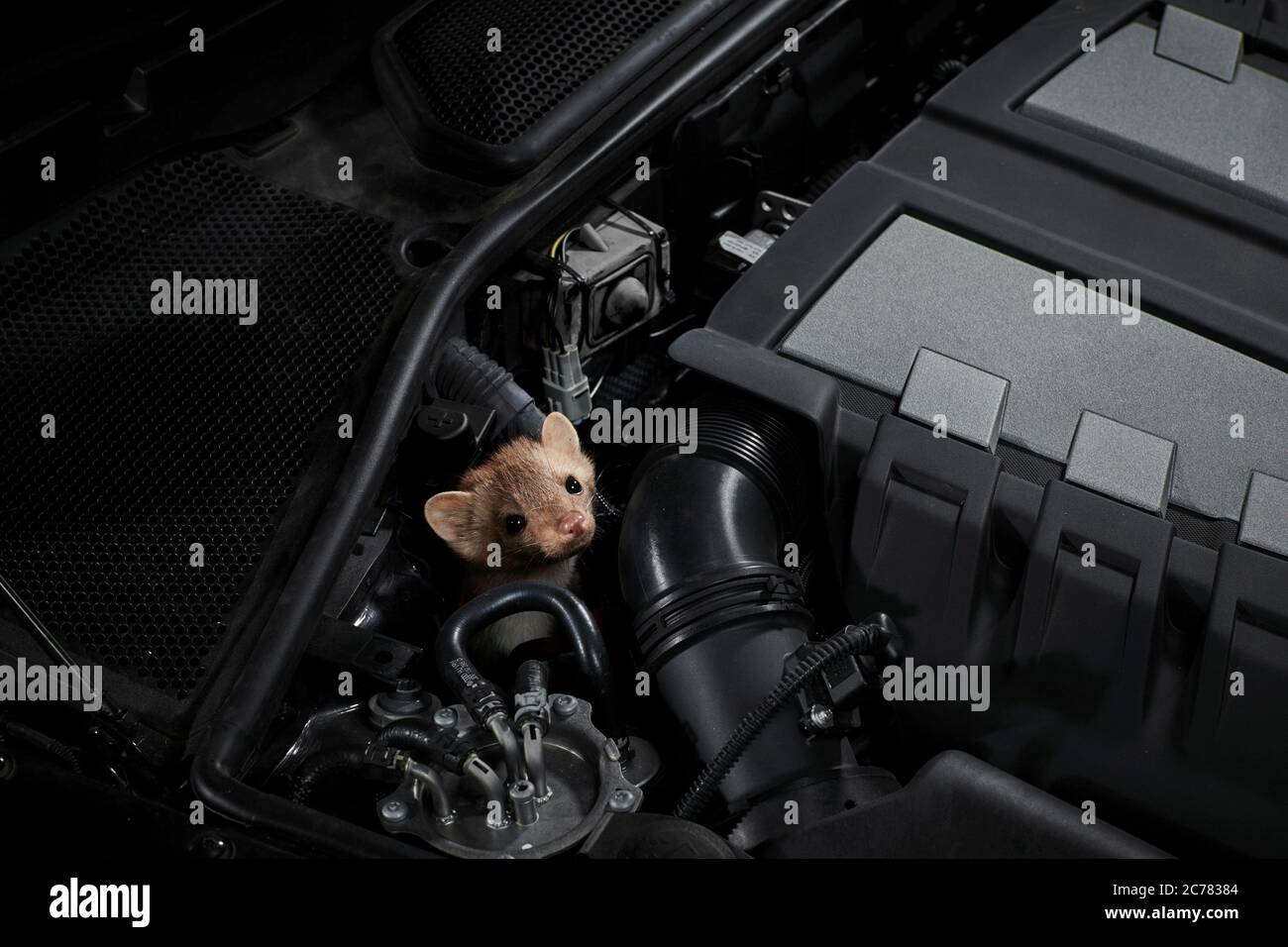 Pietra Marten (Martes foina) nel blocco motore di un'auto. Germania. Restrizione: Non per i sistemi di difesa marten Foto Stock