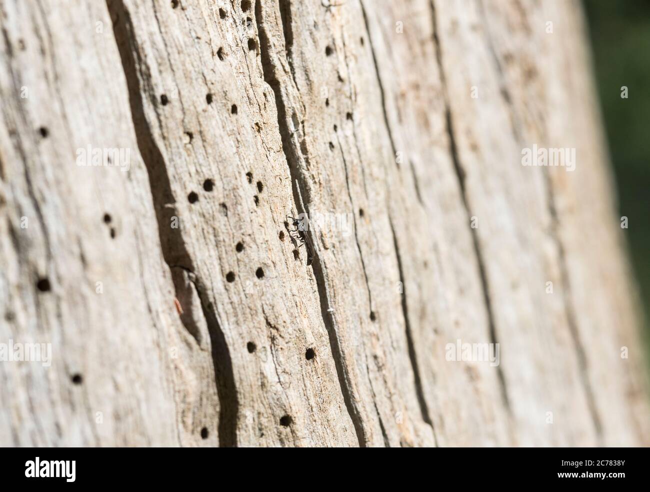 Specie ignote di vespa, forse una specie di Crossocerus, che entra in un buco di nido in un tronco di albero, uno di cento o più su questo tronco Foto Stock