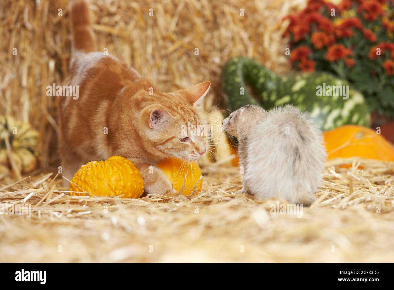 Amicizia animale: Ferret e gatto domestico adulto che interagiscono su una balla di paglia. Germania Foto Stock