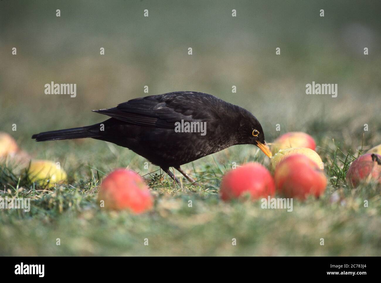 Eurasian Blackbird (Turdus merula). Maschio adulto di mangiare un apple. Germania Foto Stock