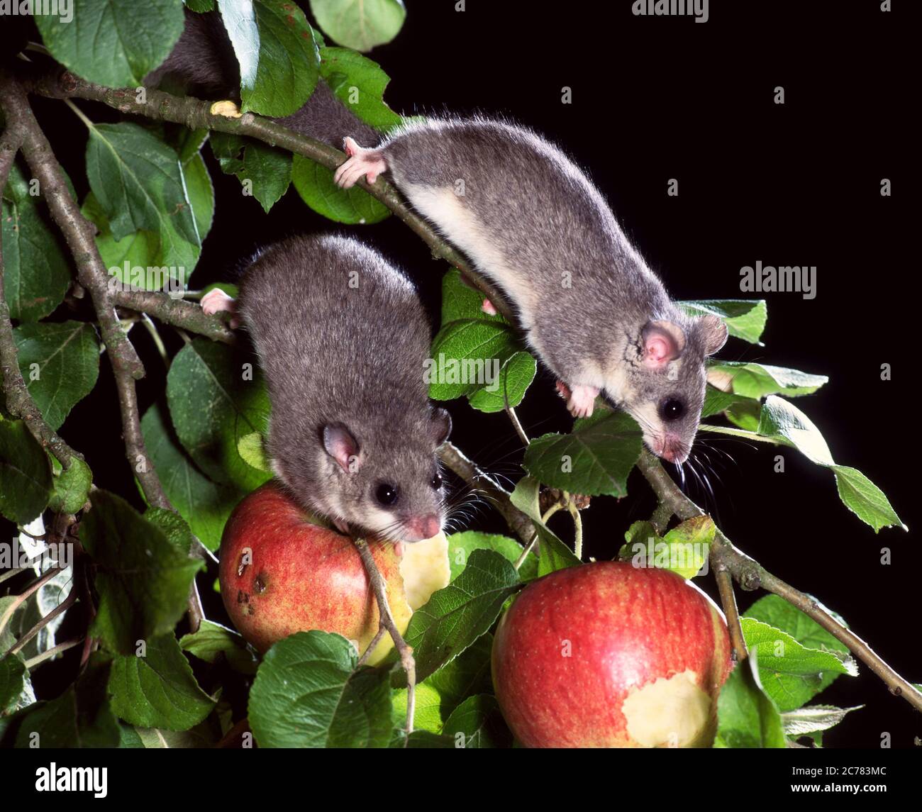 Dormouse commestibile (Glis glis). Due adulti in un albero di mele di notte. Germania Foto Stock