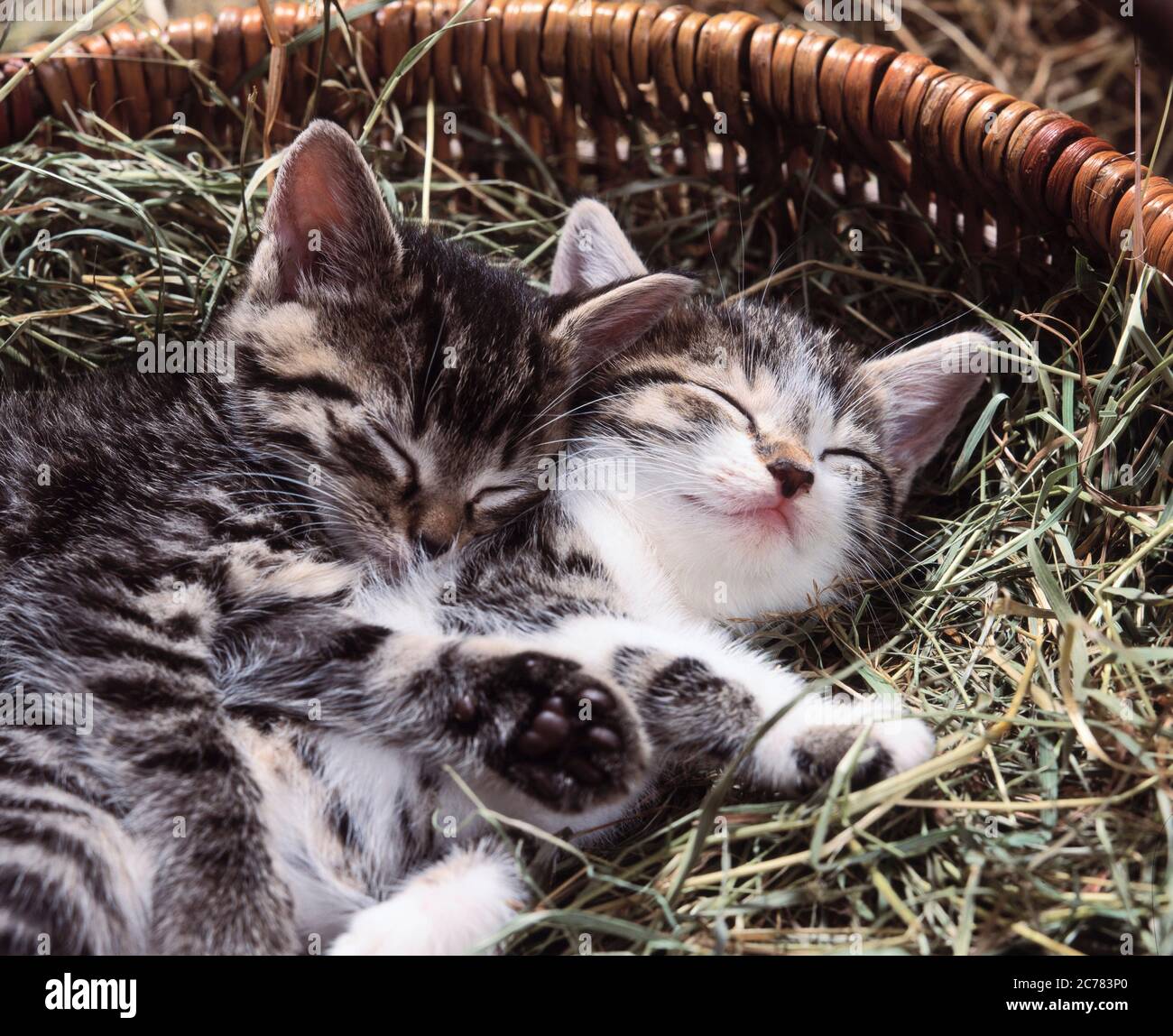 Il gatto domestico. Due tabby gattini dormono in un canestro riempito di fieno Foto Stock