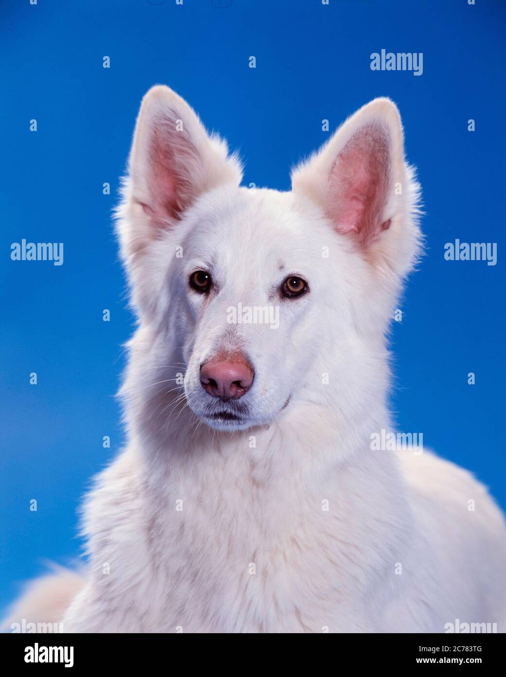 Berger Blanc Suisse, cane da pastore bianco svizzero. Ritratto di adulto, visto su sfondo blu. Germania Foto Stock