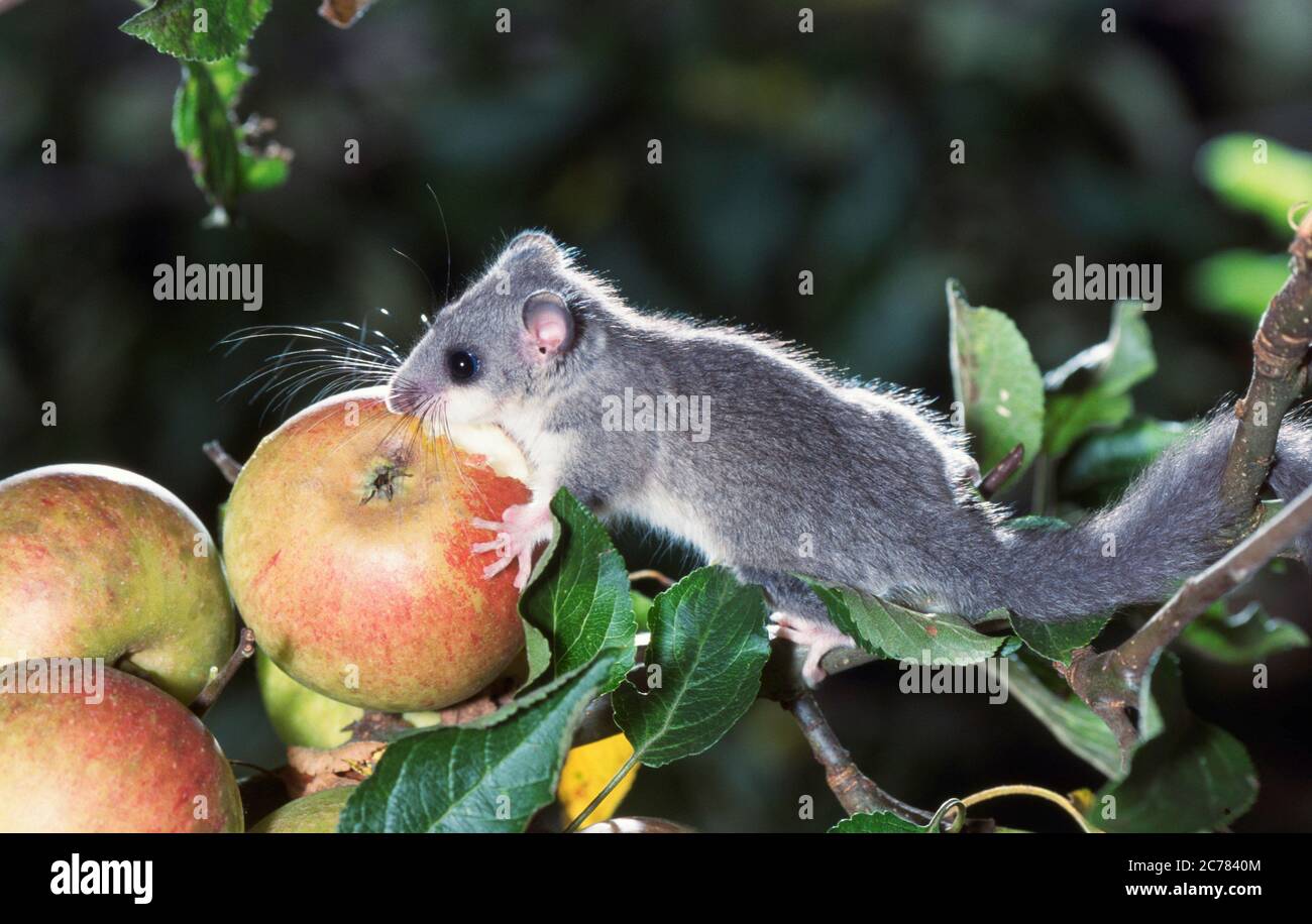 Dormouse commestibile (glis glis) mangiare una mela. Germania Foto Stock