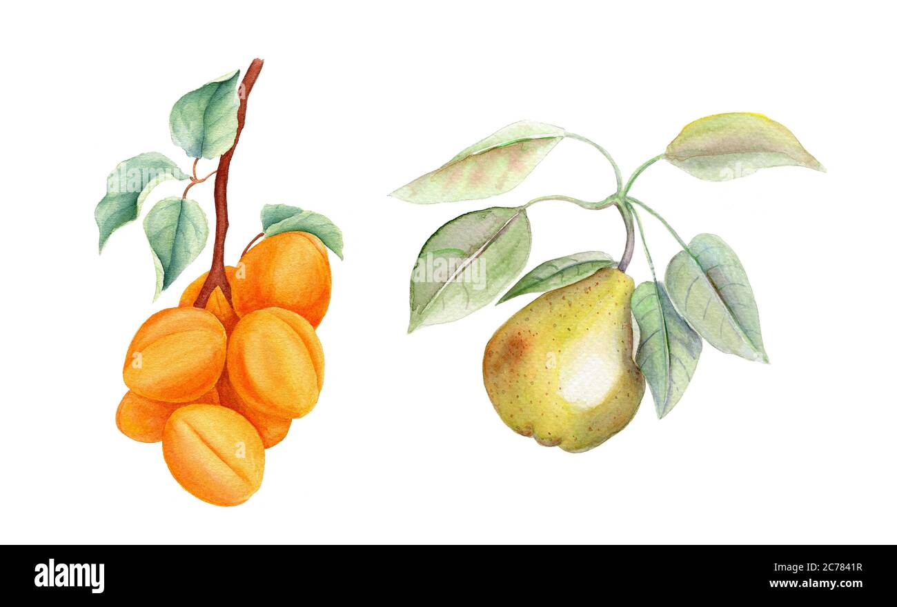 Set di frutta annata acquerello illustrazione botanica Foto Stock