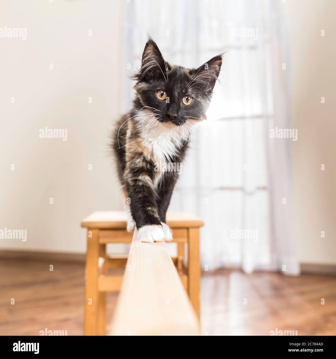 Foresta norvegese Cat. Bilanciamento dei gattini su una trave di legno. Germania Foto Stock
