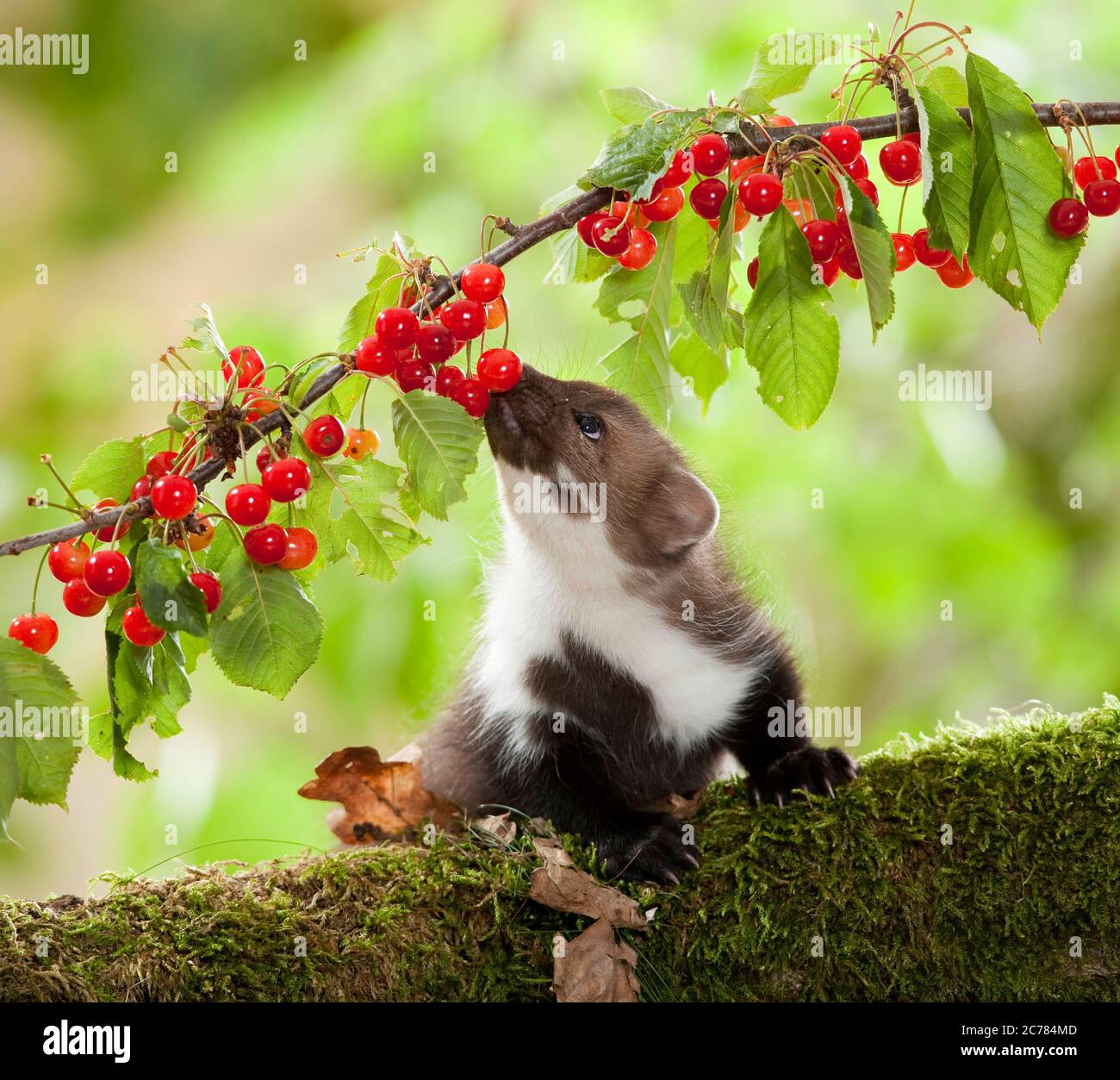 Faggete marten (Martes foina), ciliegie da mangiare giovanili. Germania Foto Stock