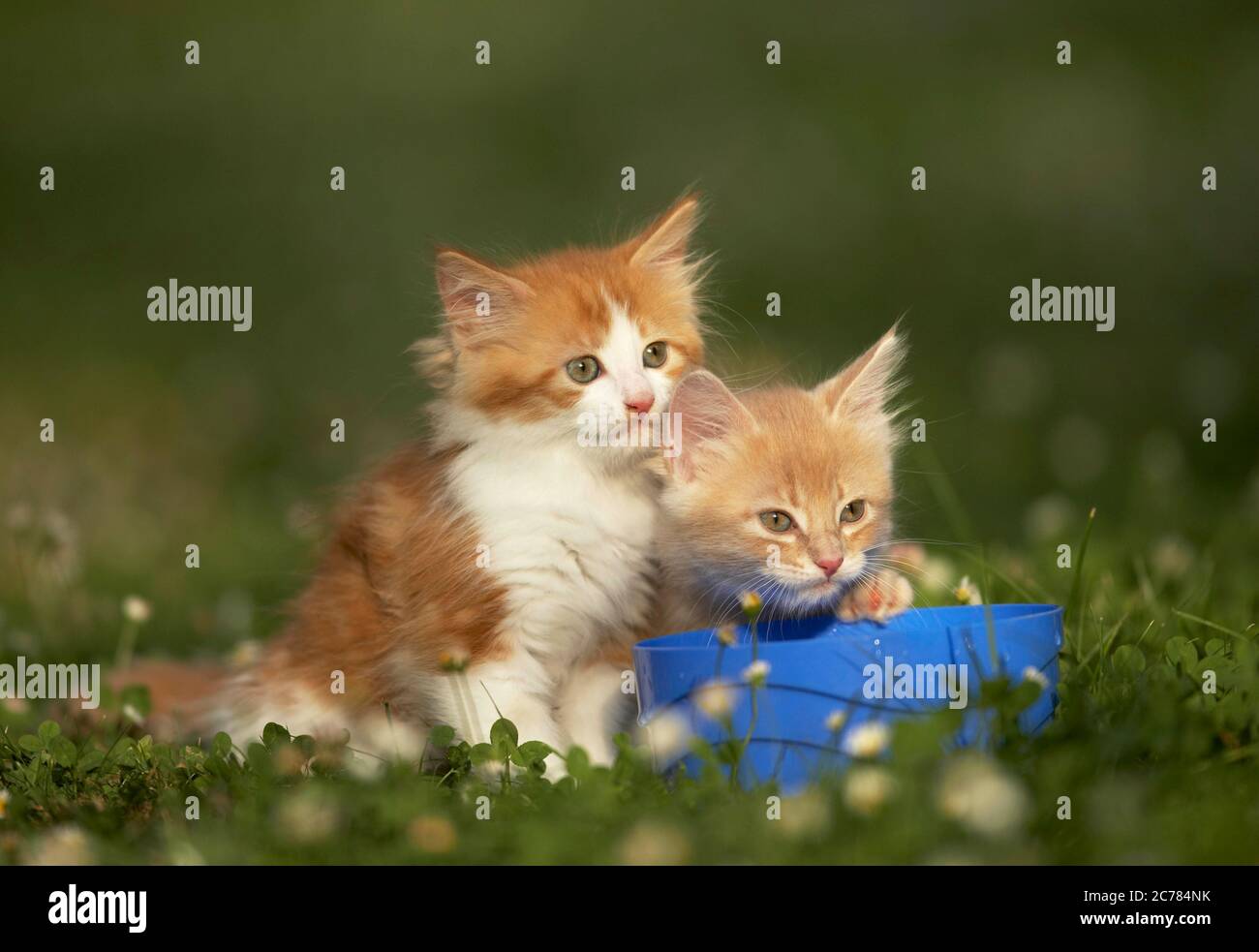 Maine Coon. Longhair americano. Due gattini su un prato. Germania Foto Stock