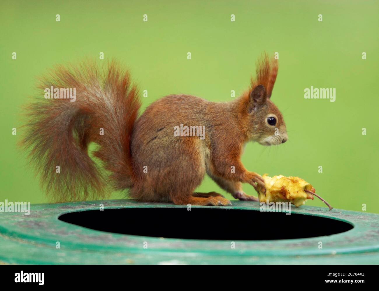 Lo scoiattolo rosso europeo (Sciurus vulgaris) si siede su una tazzina di rifiuti e tiene una mela nelle sue zampe. Germania Foto Stock