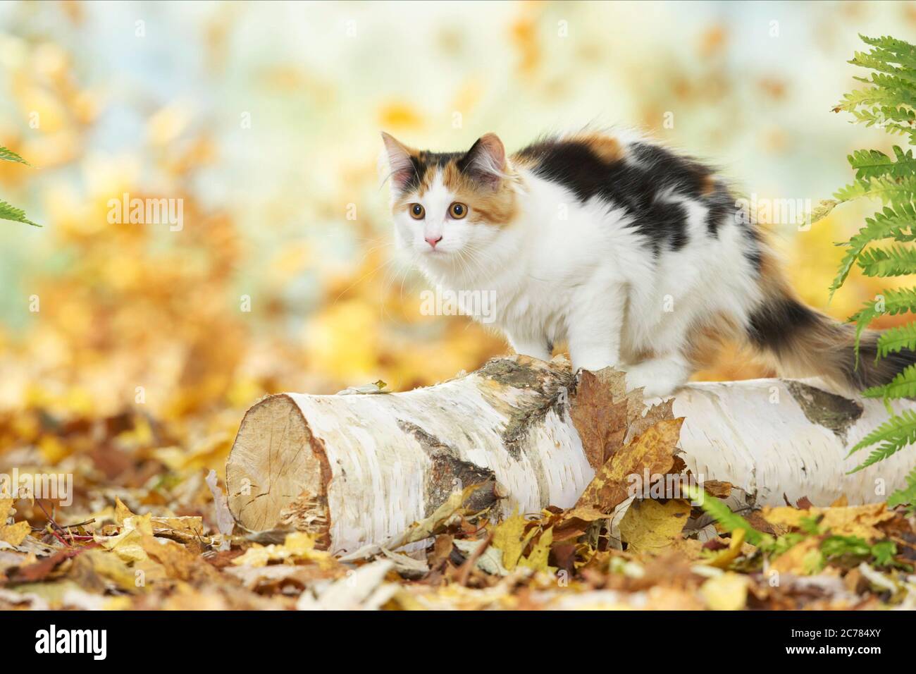 Maine Coon Cat. Gattino in piedi su un log di betulla in lettiera foglia. Germania Foto Stock