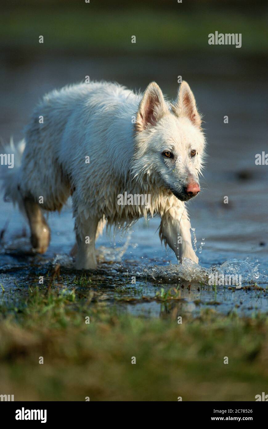 Berger Blanc Suisse, cane da pastore bianco svizzero. Cane adulto che cammina in acqua. Germania Foto Stock