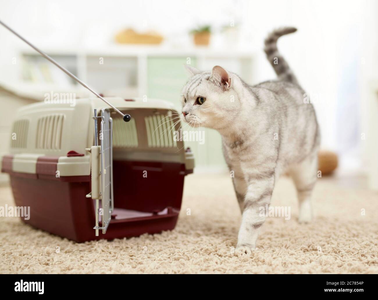 Shorthair britannico. Allenamento con il bastone bersaglio, allenamento con il clicker. Il CCAT è abituato alla scatola di trasporto con l'avambraccio target. Non adatto a negozi di animali domestici, forniture per animali domestici e articoli da giardino Foto Stock