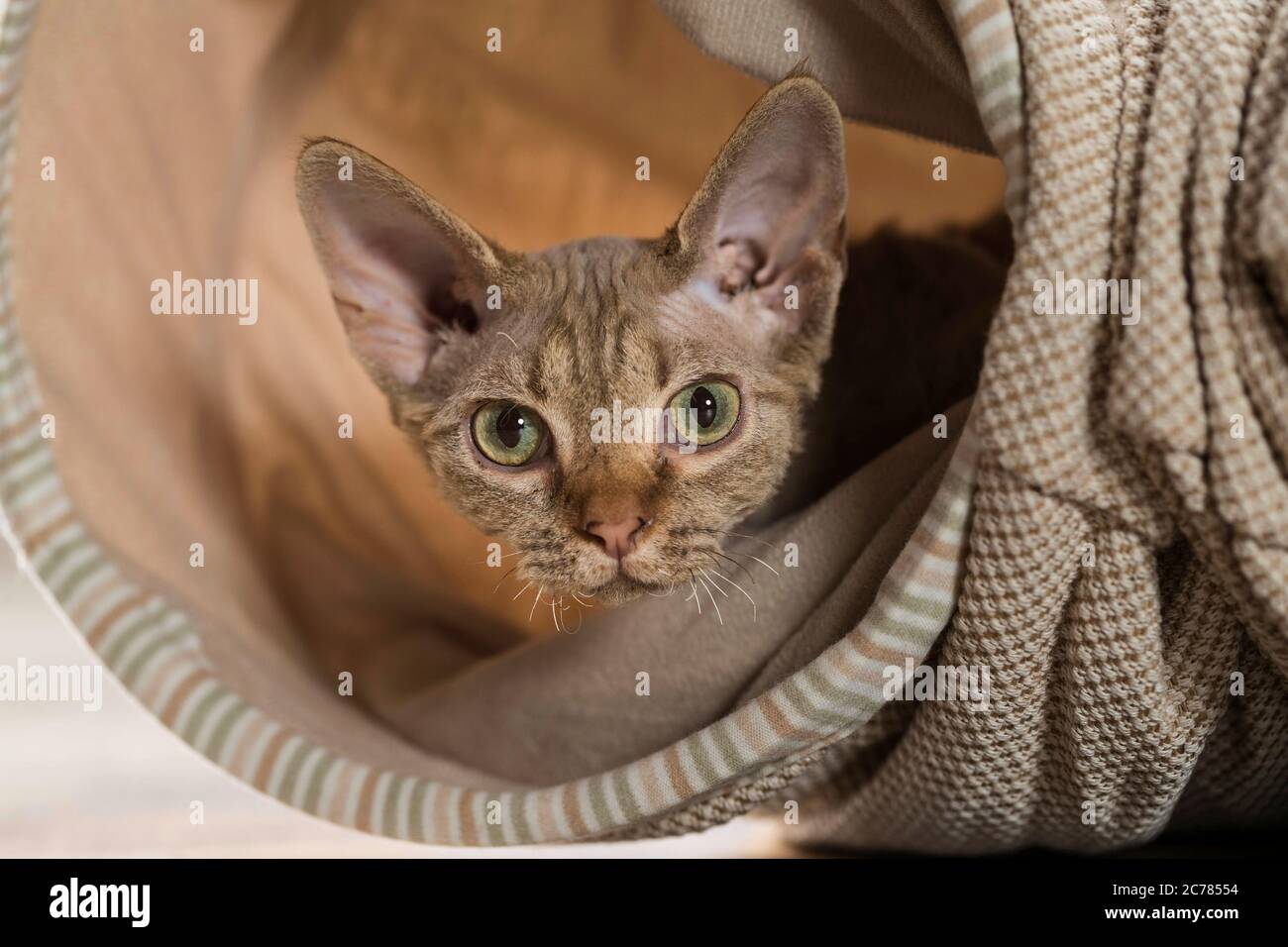 Devon Rex. Cucciolo in un tunnel giocattolo. Germania Foto Stock