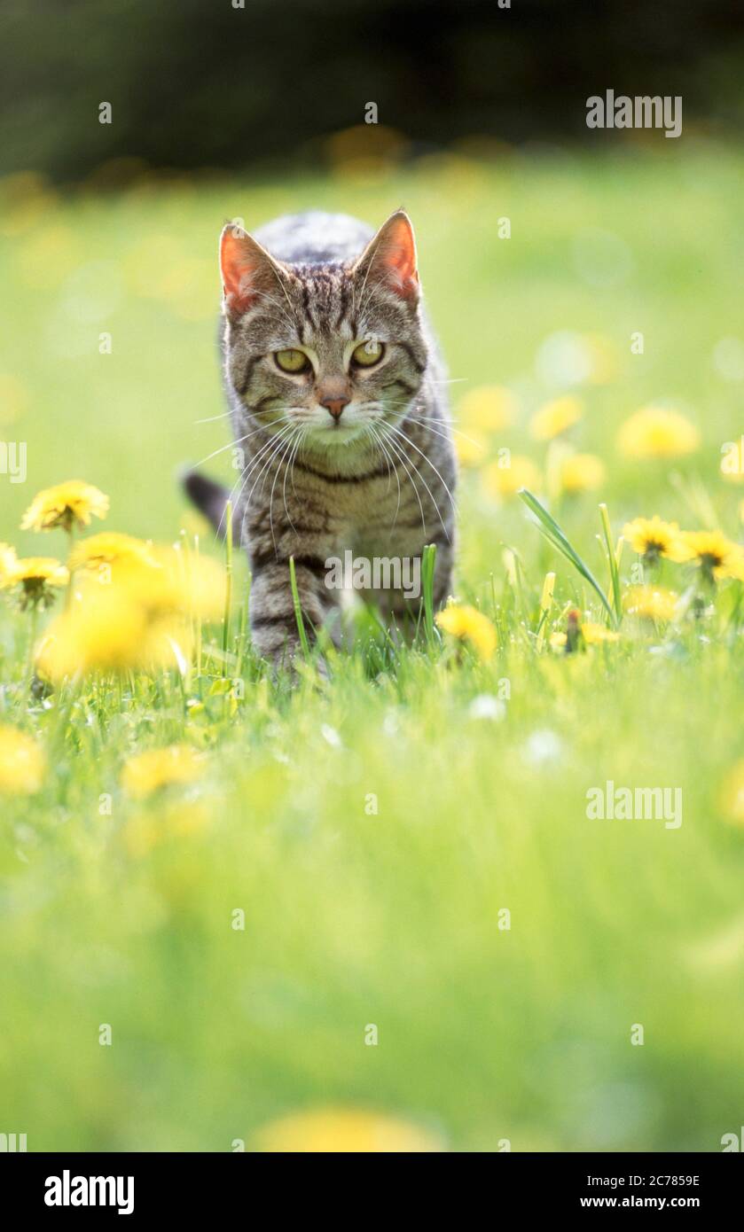 Tabby gatto domestico che cammina in un prato con dente di leone fiorito. Germania.. Foto Stock