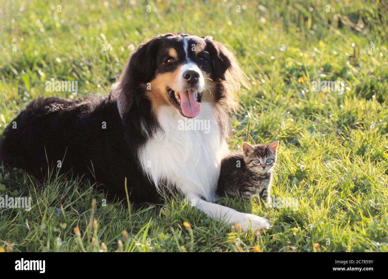Gatto domestico. Gattino e Pastore Australiano vicini in un prato. Germania Foto Stock