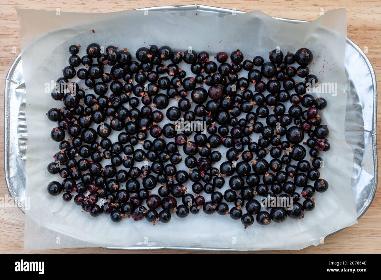 I ribes neri si stendono su una teglia con carta da forno in preparazione del congelamento domestico Foto Stock