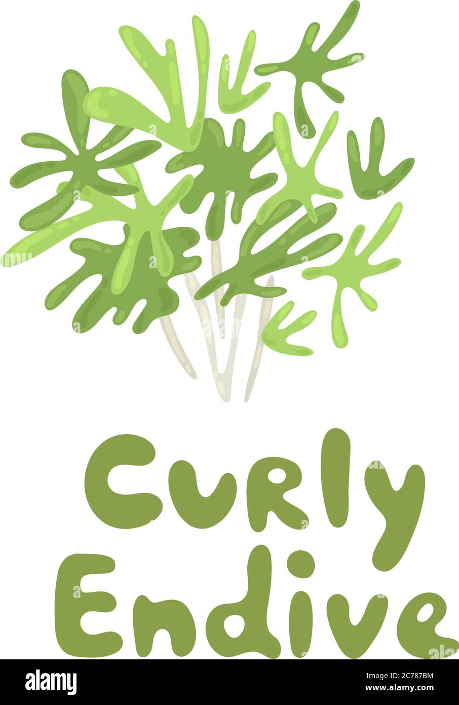 Insalata di endivia di Cichorio. Curly endive simpatico illustrazione dello stock. Agricoltura, gastronomia, cucina, fattoria. Prendere parte a un'insalata. Vitamine e. Illustrazione Vettoriale