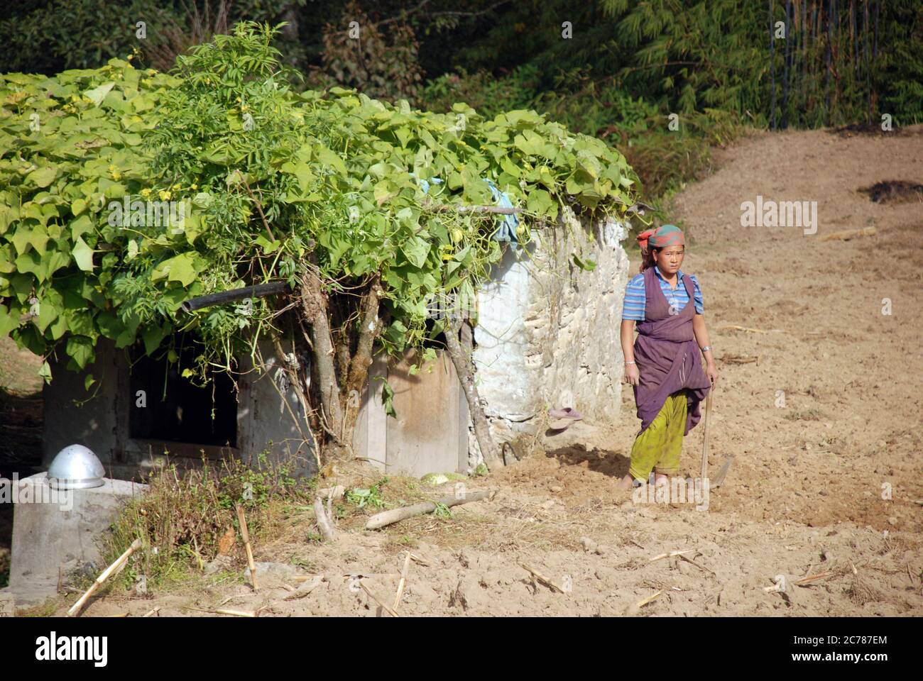 Una giovane donna che lavora con una zappa in un campo nella campagna del Nepal vicino al villaggio di Yamphudin Foto Stock