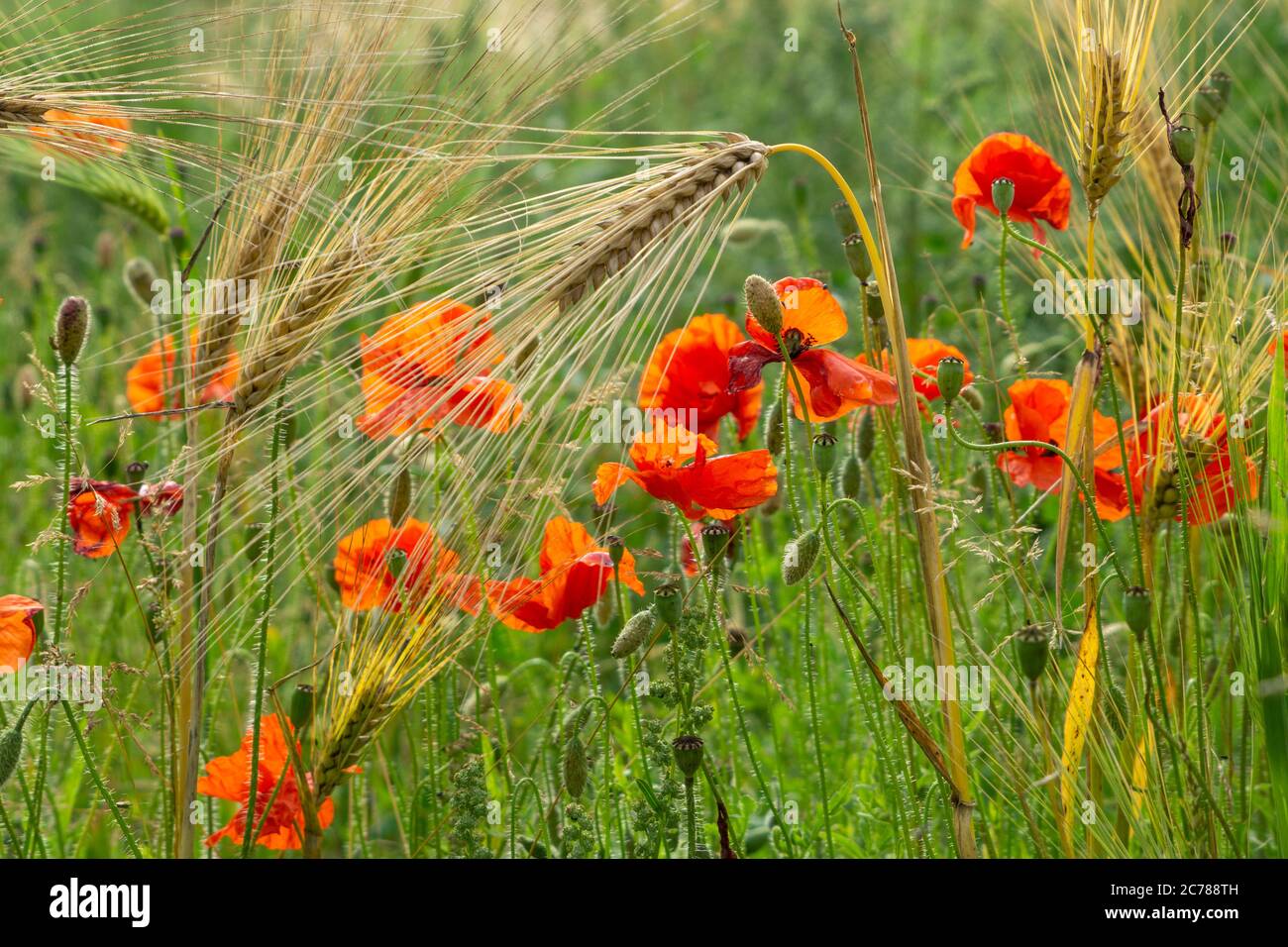 Primo piano di Red Poppies Blooming in un campo tra Barley Bearded vicino Thirsk, North Yorkshire, UK Foto Stock