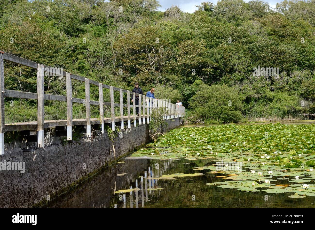 Ponte pedonale che attraversa Bosherston Lily Ponds Pembrokeshire Coast National Park Wales Cymru UK Foto Stock