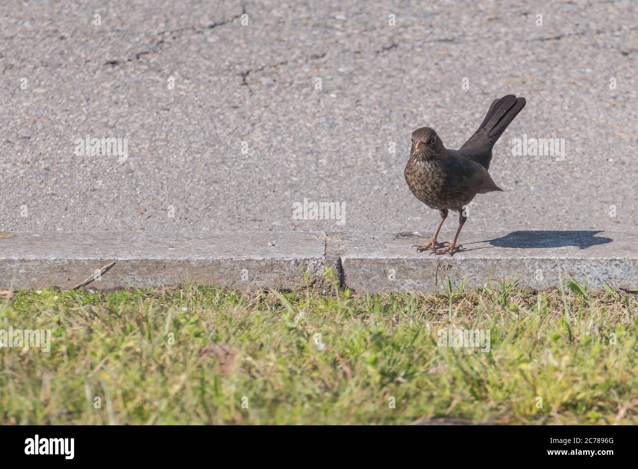 blackbird Turdus merula femmina sul parco Foto Stock