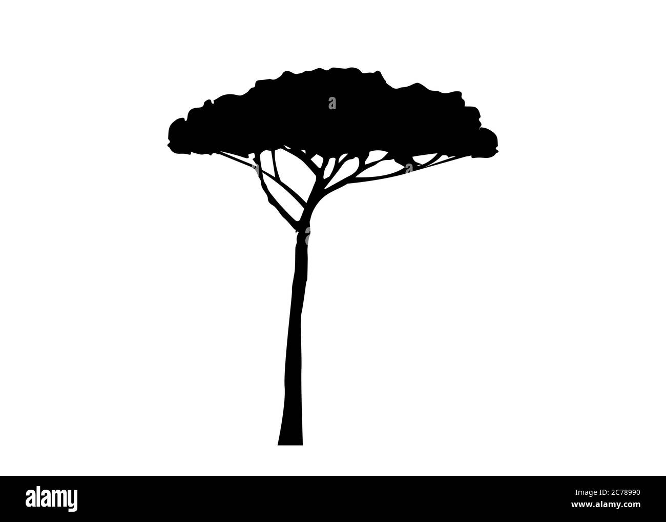 Pino Marittimo, Pinus Pinaster pianta mediterranea, vettore isolato su sfondo bianco Illustrazione Vettoriale