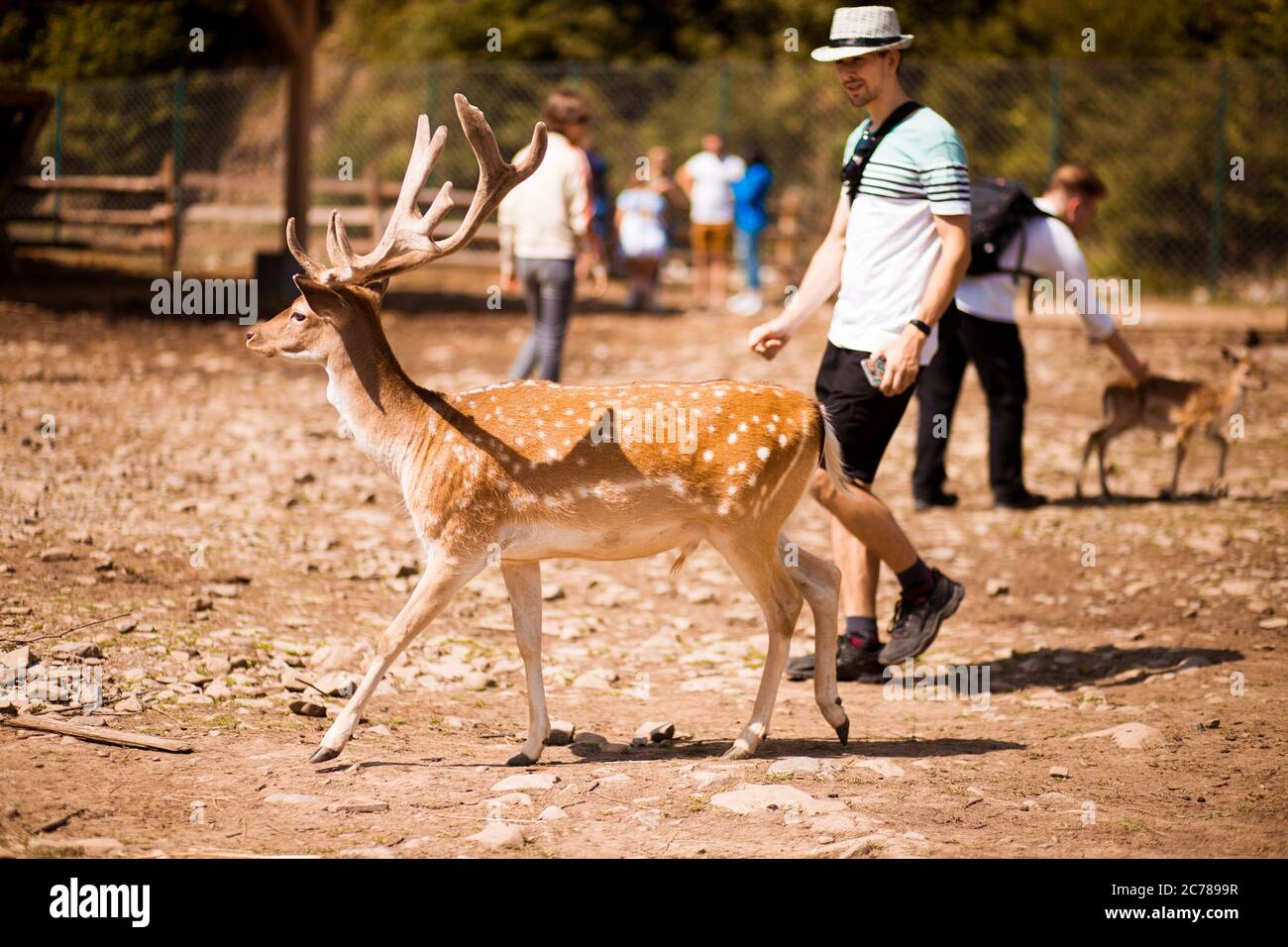 Uomo turistico che tocca i giovani cervi a mano nello zoo di Carpazi Foto Stock