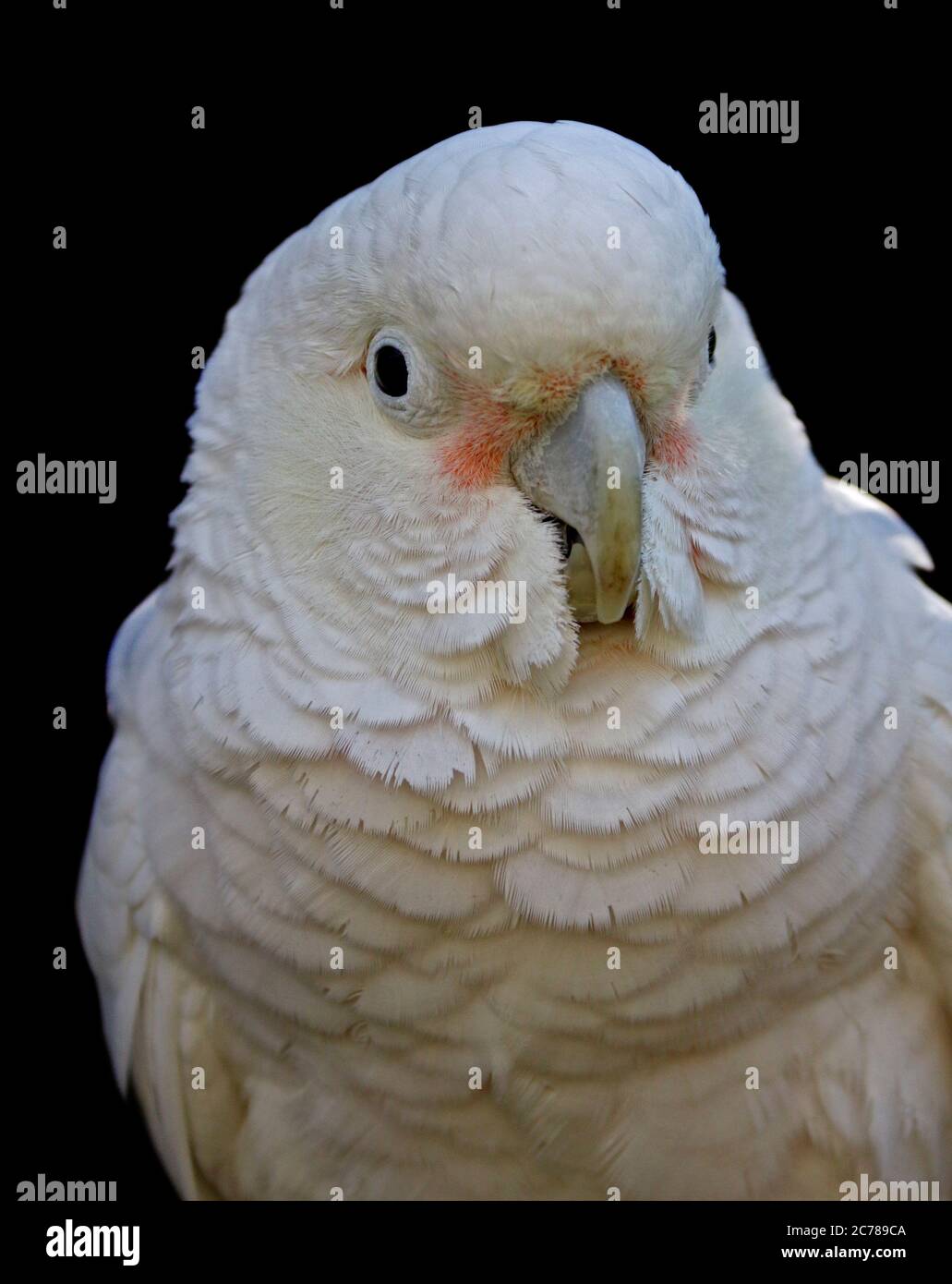 Goffin's (Cacatua goffiniana cacatua) Foto Stock